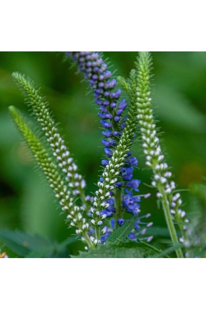 Розпускання квітів вероніки колосистої